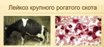 Памятка владельцам крупного рогатого скота ! ЛЕЙКОЗ