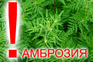 Амброзия полыннолистная — враг здоровья человека