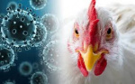ГРИПП ПТИЦ – вирусная болезнь домашних и диких птиц, болеют и люди.