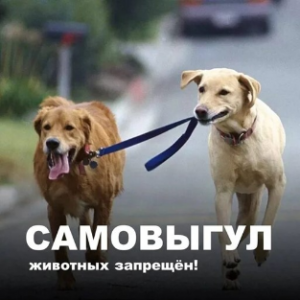 Беспривязное содержание собак (самовыгул)