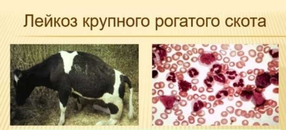 Памятка владельцам крупного рогатого скота ! ЛЕЙКОЗ