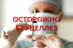 Бруцеллёз - хроническое инфекционное  заболевание
